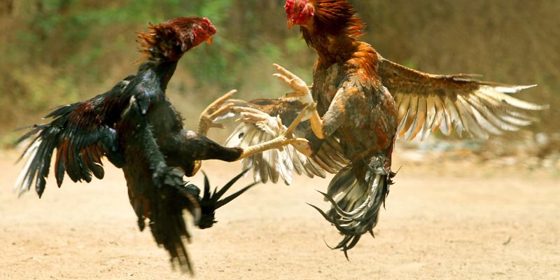 Giới thiệu về đá gà 58Win là gì?