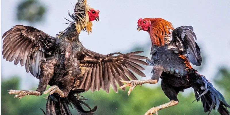 Quản lý vốn cược khi tham gia cá cược