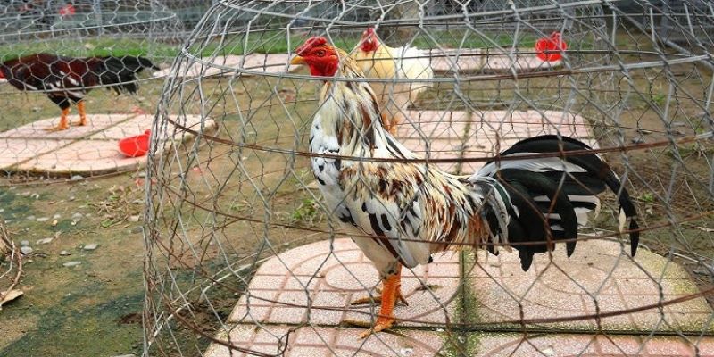 Chế độ dinh dưỡng là yếu tố then chốt giúp phát triển cơ bắp và sức bền của gà