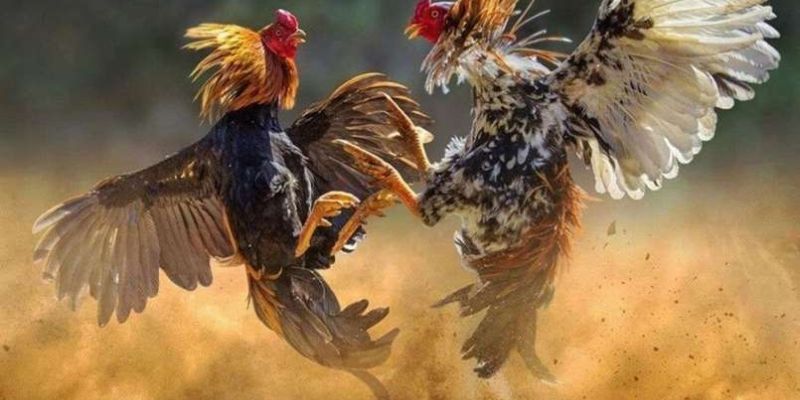 Tìm hiểu về Màu gà mạng là gì?
