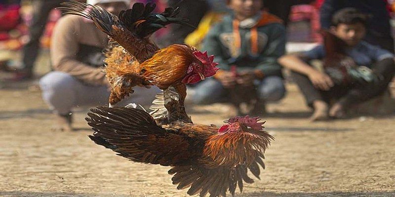 Màu gà Mạng Thủy lông đen, xanh đen