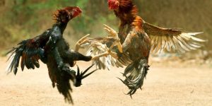 Màu gà mạng: Bí quyết chọn chiến kê theo ngũ hành phong thủy