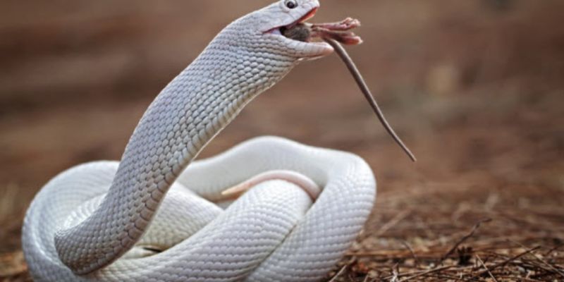Mơ thấy rắn: Giải mã điềm báo và con số may mắn